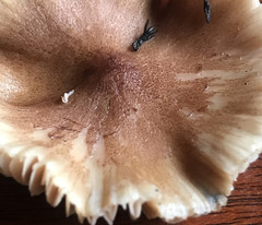 Entoloma