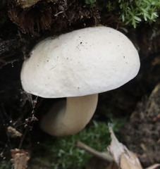 Tylopilus rhoadsiae