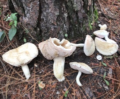 Tylopilus rhoadsiae