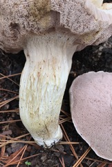 Tylopilus rhoadsiae