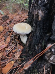 Tylopilus rhoadsiae