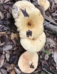 Lactarius yazooensis