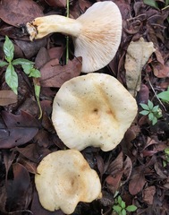 Lactarius yazooensis