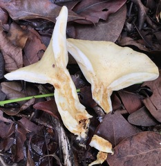 Lactarius yazooensis