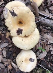 Lactarius yazooensis