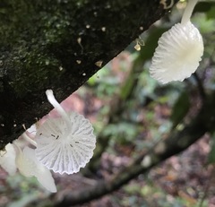 Marasmiellus cubensis