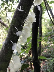 Marasmiellus cubensis