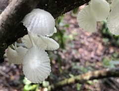 Marasmiellus cubensis