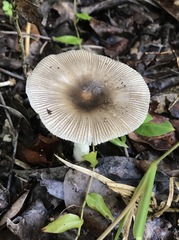 Amanita fuscostriata