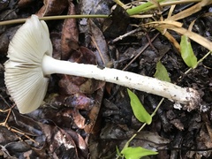 Amanita fuscostriata