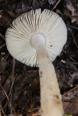Amanita fuscostriata