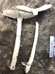 Amanita fuscostriata