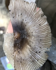 Amanita fuscostriata