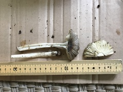 Amanita fuscostriata