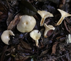 Lactarius yazooensis