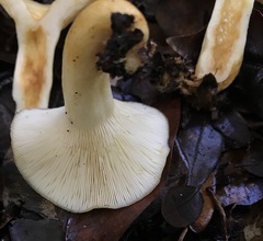 Lactarius yazooensis