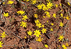 Rhynchopsidium pumilum