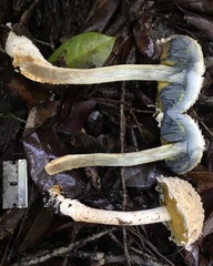 Boletellus ananas image