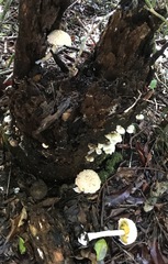 Boletellus ananas image