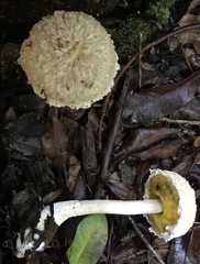 Boletellus ananas image