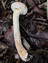 Boletellus ananas image