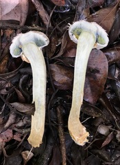 Boletellus ananas image