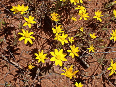 Rhynchopsidium pumilum