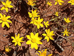 Rhynchopsidium pumilum