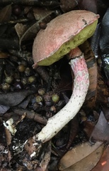 Boletellus cubensis