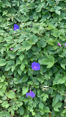 Ipomoea indica