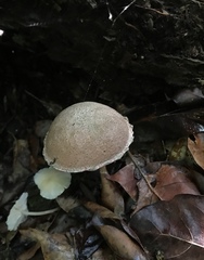 Boletellus cubensis