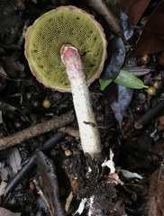 Boletellus cubensis
