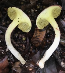 Boletellus cubensis