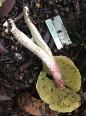 Boletellus cubensis