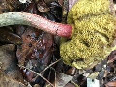 Boletellus cubensis