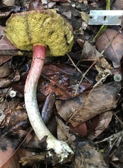 Boletellus cubensis