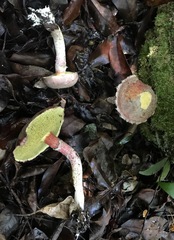 Boletellus cubensis