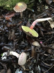 Boletellus cubensis