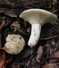Russula subdensifolia