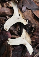 Russula subdensifolia
