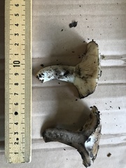 Russula subdensifolia