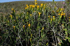 Pteronia viscosa