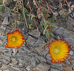 Drosanthemum bicolor