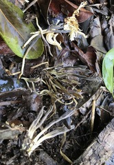Clavulina floridana
