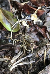 Clavulina floridana