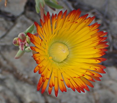 Drosanthemum bicolor