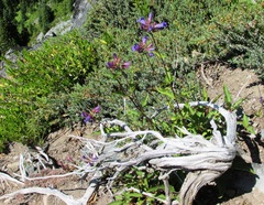 Penstemon serrulatus