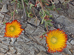 Drosanthemum bicolor