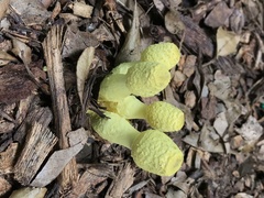 Leucocoprinus birnbaumii image