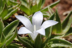 Craterocapsa tarsodes